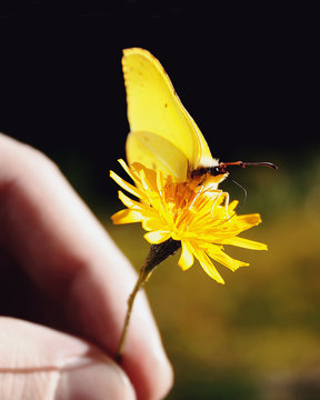 Fototapeta Close up of a human hand holding a dandelion with a butterfly on it 