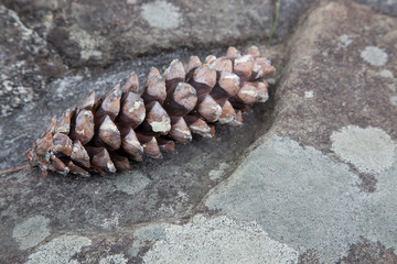 Pine cone on stone
