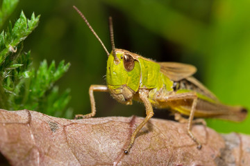 Insect macro grasshopper sits on a brown leaf ( selective focus)