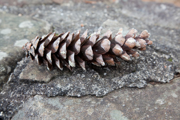 Pine cone on stone