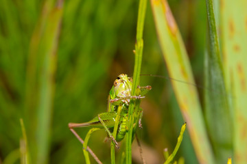 Insect macro grasshopper sits on a brown leaf ( selective focus)