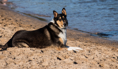 Purebred Smooth Collie dog on beach