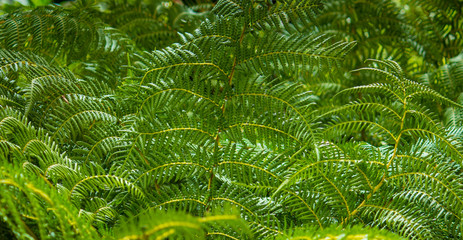 Green fern plant fronds ideal as background