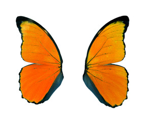 Orange wings butterfly isolated on white background..