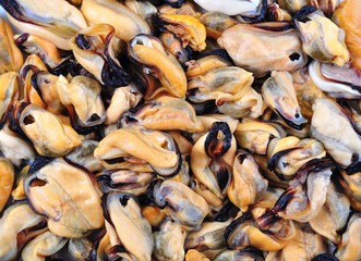 Background from fresh sea mussels