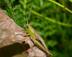 Insect macro grasshopper sits on a brown leaf ( selective focus)