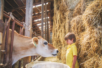 Boy on farm with a cow