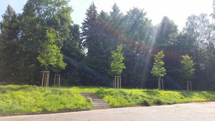 Sonnenlichteinstrahlung im Park