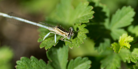 Libellule © Marylène