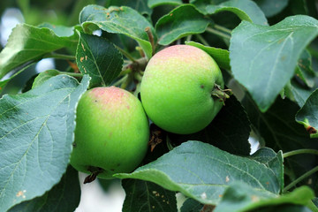 Зеленые красные яблоки на дереве летом