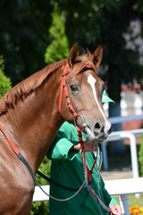 Obraz premium Portrait of red arabian stallion in the paddock before a race