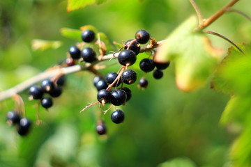 Ягоды черной смородины в летнем саду