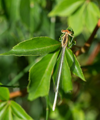 Libellule