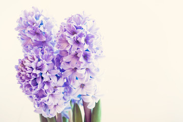 hyacinth growing in a pot 