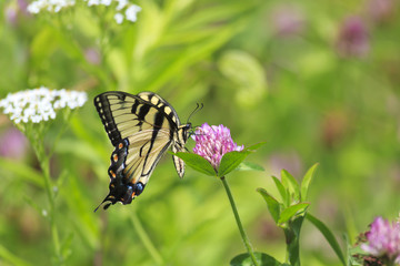 Swallowtail Butterfly Feeding on Purple Clover