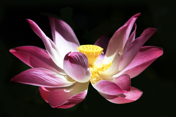 Pink water lilly