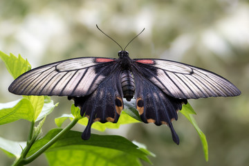 Great Mormon butterfly on a leaf.