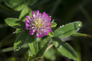 Rote Kleebl&uuml;te mit Regentropfen