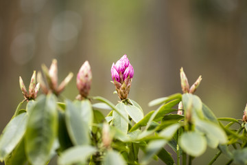 Rhododendron bloom in spring. Beautiful picture.