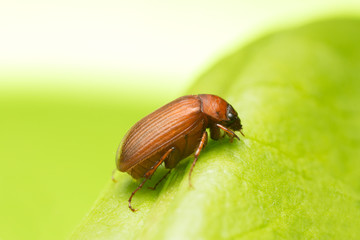 Brown chafer, Serica brunnea on leaf, copy space in the photo