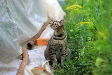 Серая полосатая кошка в летнем саду
