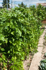 jeune tournesol  en gros plan