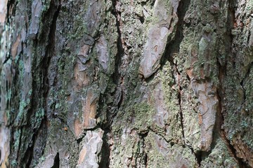 Текстура коры дерева сосны © heshixin