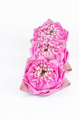 Lotus flower isolated on white background