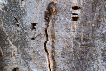 Tree bark texture