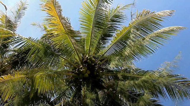 the top of a palm tree with coconuts