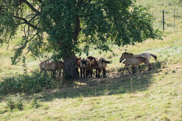 Naklejka na ściany i meble przewalski pferd Herde unter dem Baum