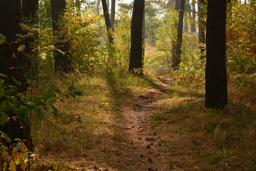 autumn road to forest
