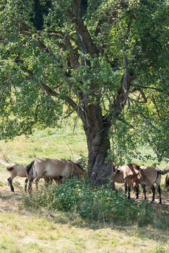 przewalski pferd Herde unter dem Baum