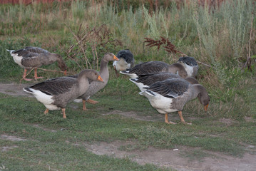 Geese ducks run across poultry yard a peaceful early summer night . Countryside scene with geese photo