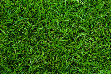 Green grass texture