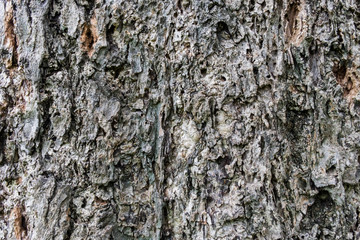 Old wood texture