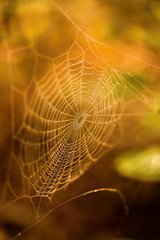 Autumn colors cobweb