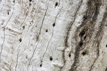 Old wood texture