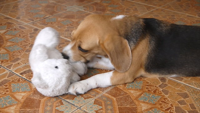 Happy beagle dog playing with bear doll