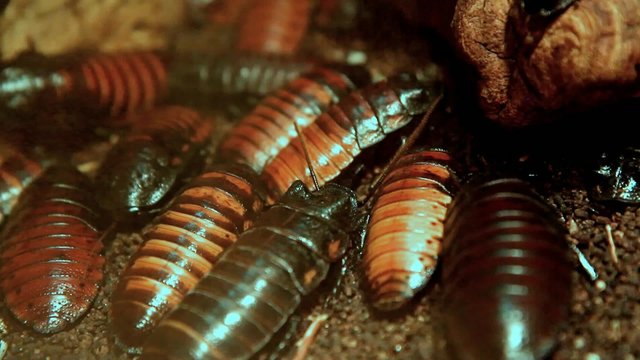 hissing cockroach close up (Gromphadorhina portentosa)