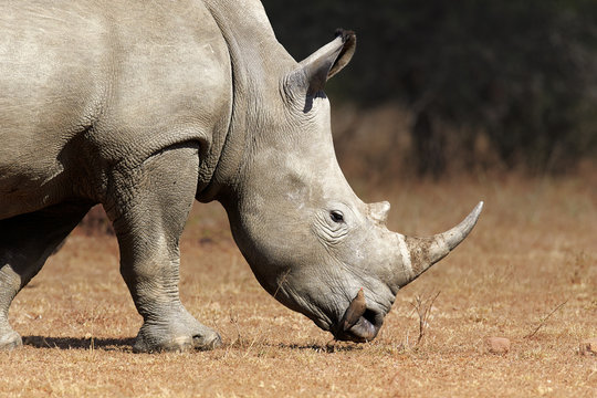 White Rhinoceros  profile view closeup
