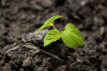Spring bud
