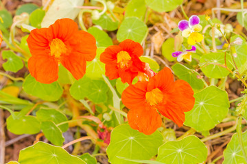 fleurs de capucine