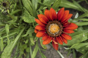 Gazania bright orange flower.