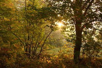 Fototapeta premium autumn road to forest