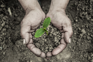 Young sprout in hands