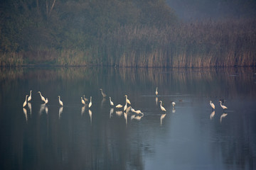Great Egrets on a lake - obrazy, fototapety, plakaty