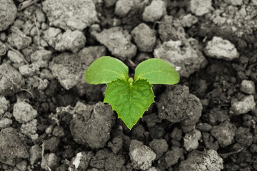 Young sprout