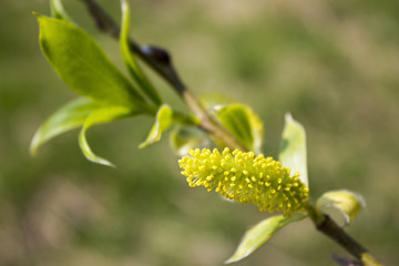 Blooming buds