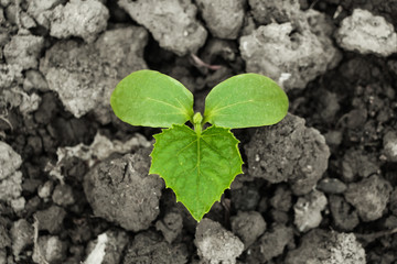 Young sprout